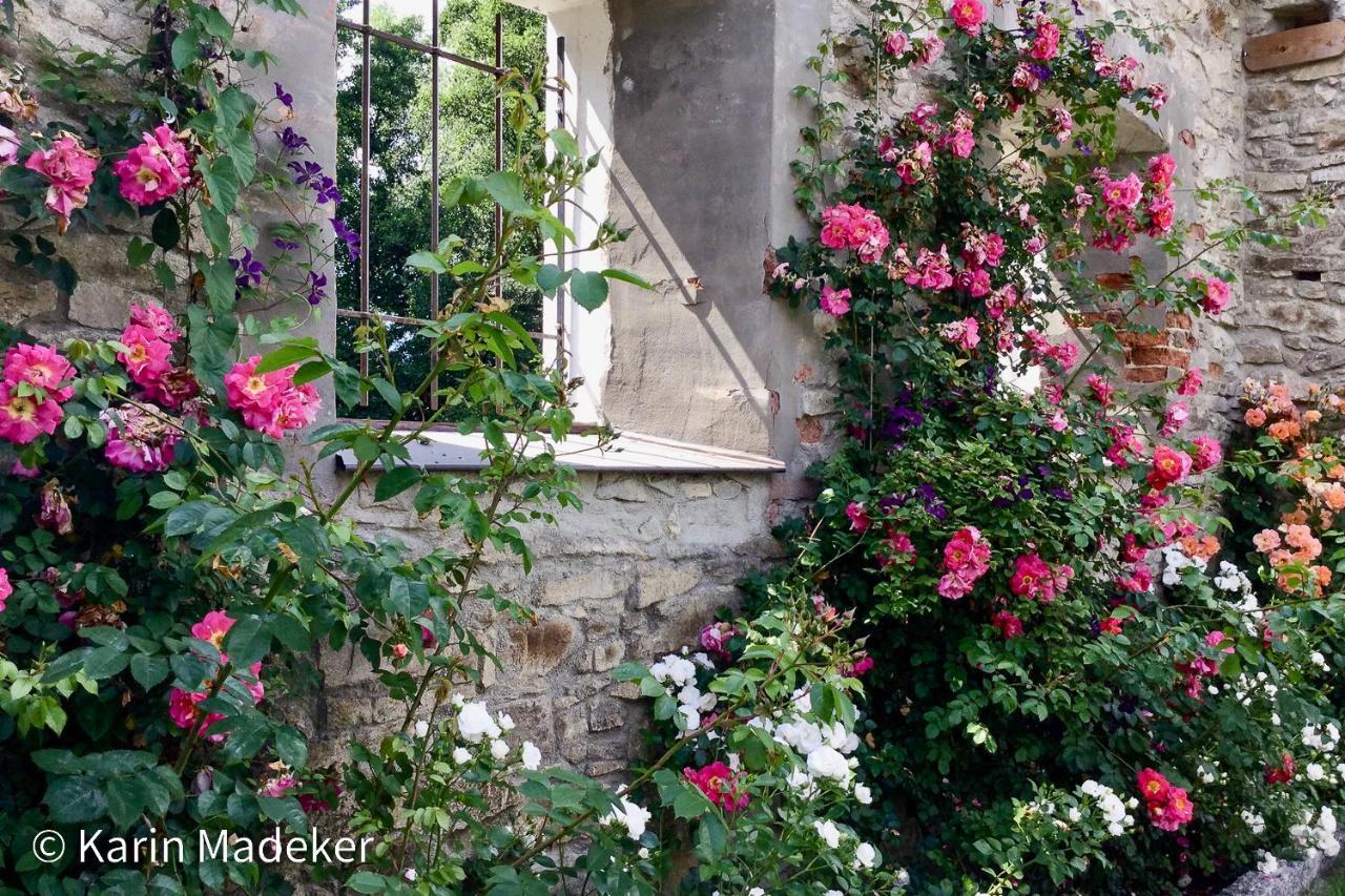 Design Ferienwohnung Mit Bauerngarten Waldkirchen Buitenkant foto