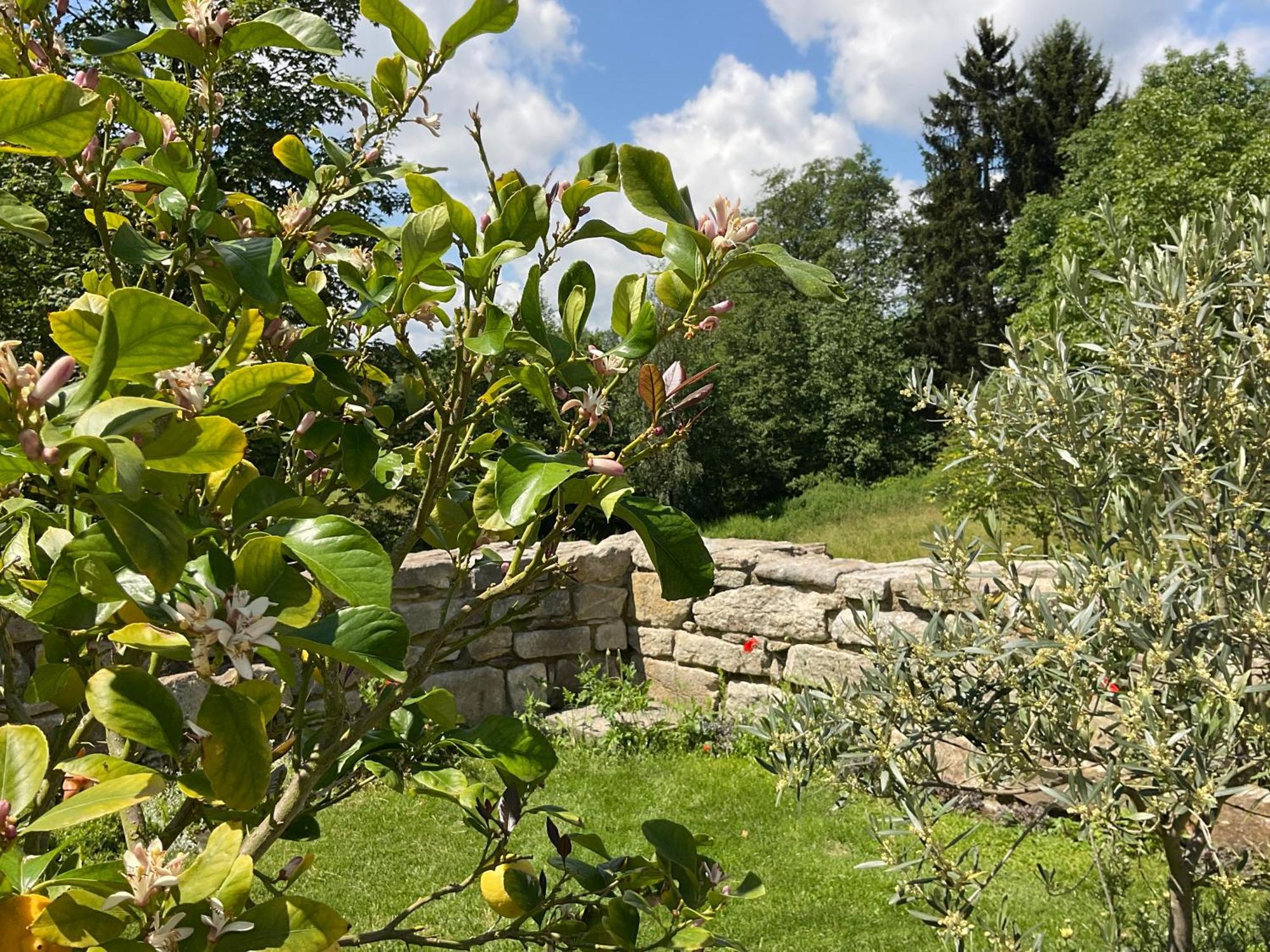 Design Ferienwohnung Mit Bauerngarten Waldkirchen Buitenkant foto